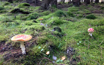 Herbstwanderung im Vogelsberg