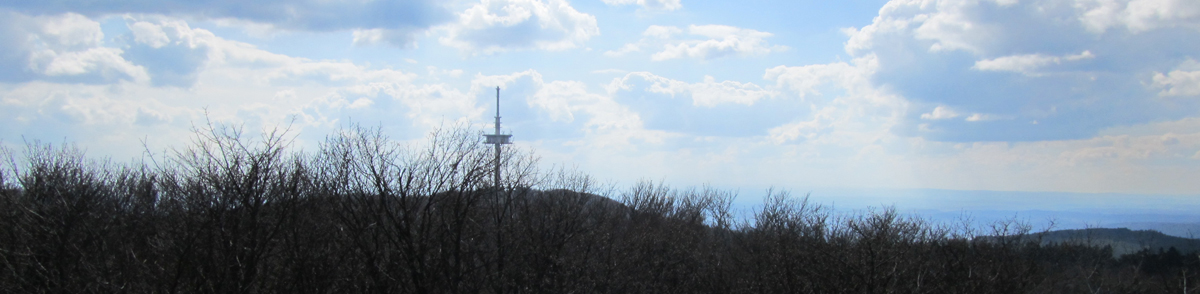 Blick über die Bäume zum Fernsehturm am Hoherodskopf