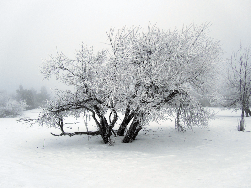 kleiner Baum im Schneekleid