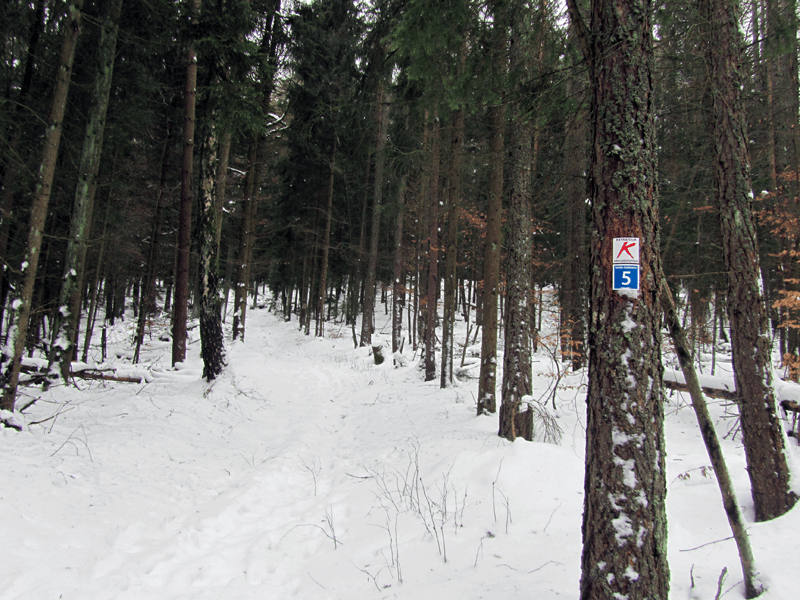 Schneebedeckte Pfade durch den Wald