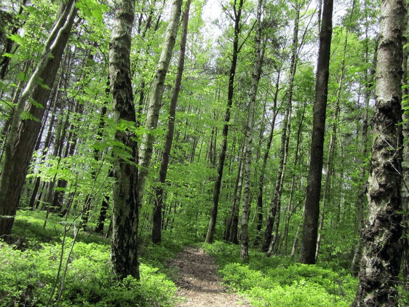 Waldpfad bei Dirlos