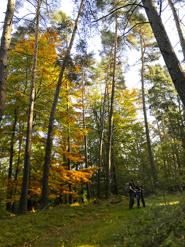 Harry & Basti im Herbstwald
