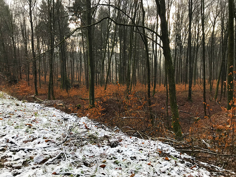 schnee auf dem Weg und Herbstlaub zwischen kahlen Bäumen