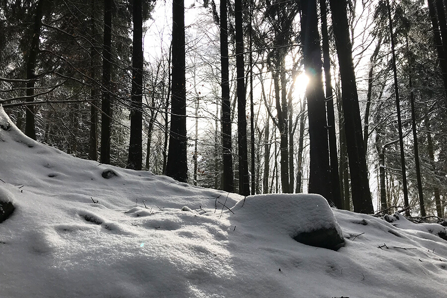 Sonnenlicht im Winterwald