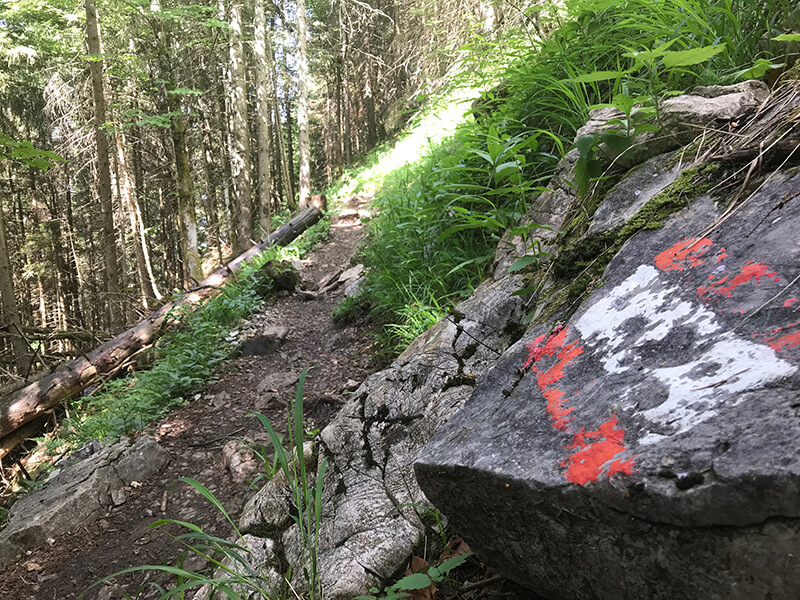 Wegmarkierung auf Stein im Wald
