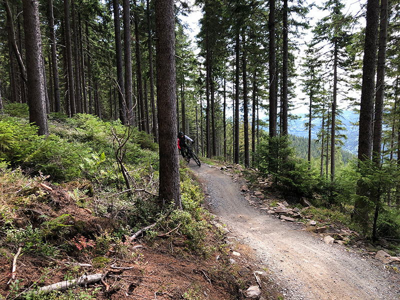 Rubin-Trail durch den Wald