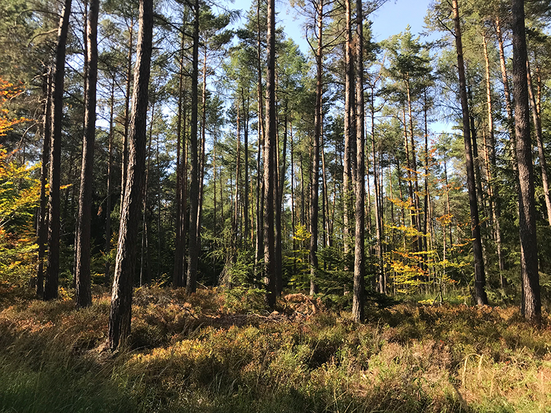Herbstlaub im Wald bei Bischofsheim
