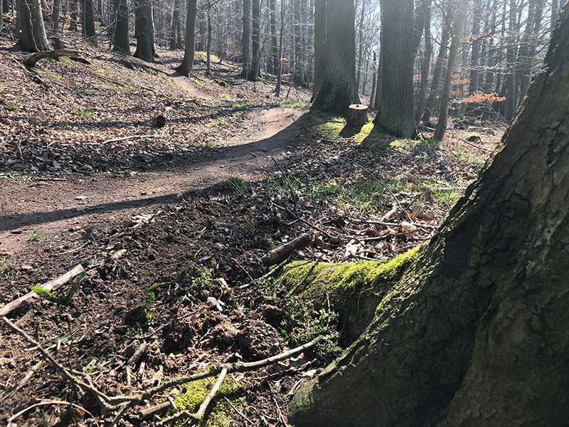 letzte Kurve des Sängersberg Trail