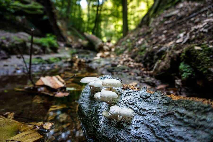 Pilze am Bachlauf in der Landgrafenschlucht